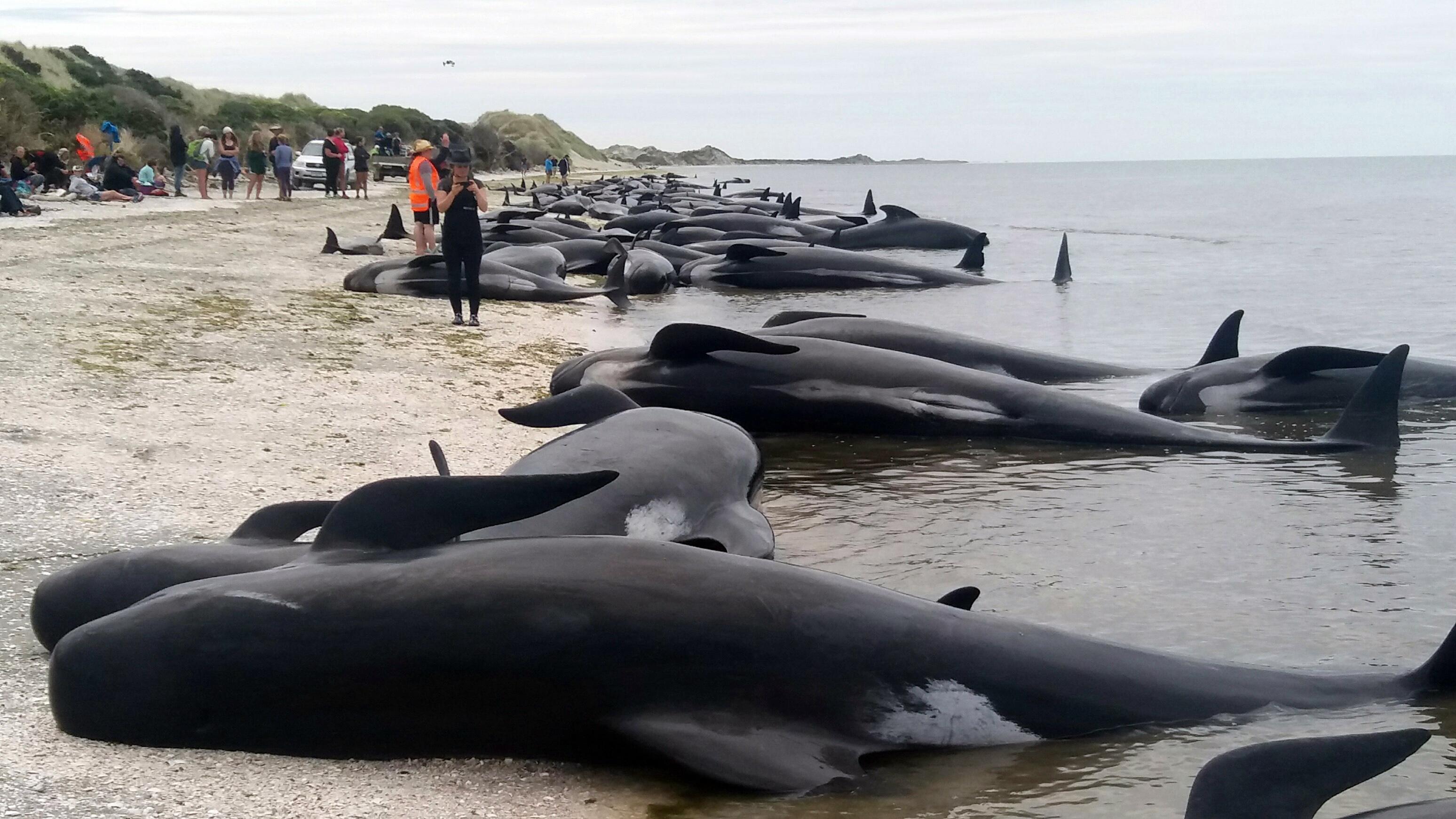 Moria Di Balene In Inghilterra Almeno 3 Spiaggiate Sulla Cosa Orientale Giornale Di Sicilia