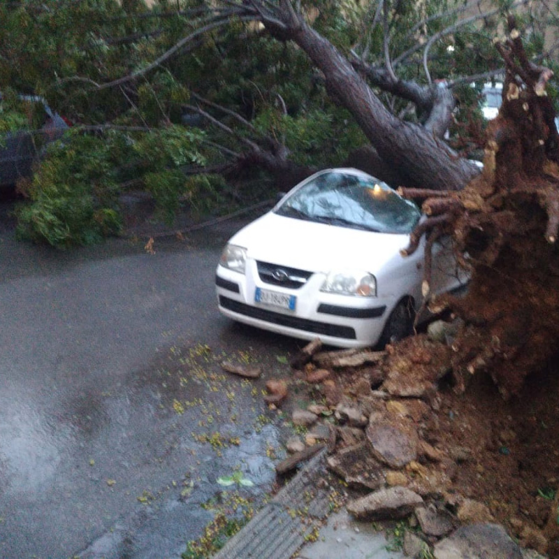 Un albero caduto su un auto in via Costa, a Bonagia