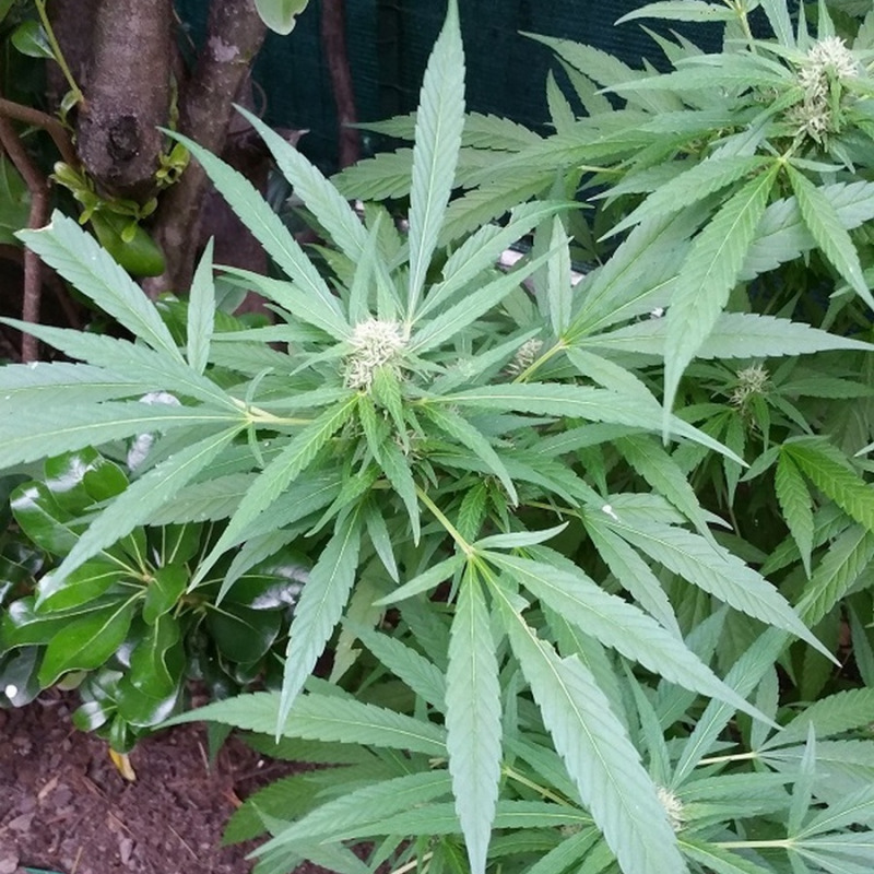 Una pianta di marijuana in una foto d'archivio