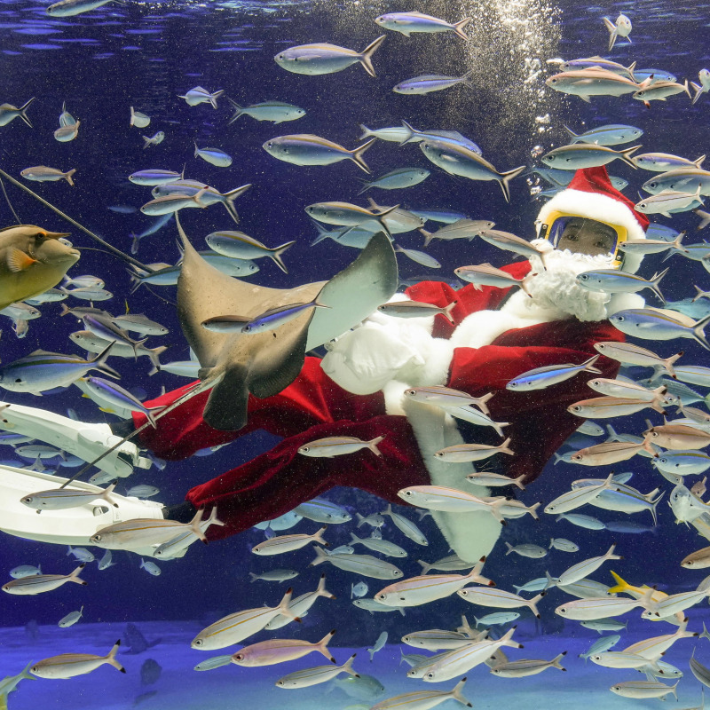 Ayaka Oshita, 27 anni, si prepara per uno spettacolo natalizio all'Acquario Sunshine di Ikebukuro, a Tokyo