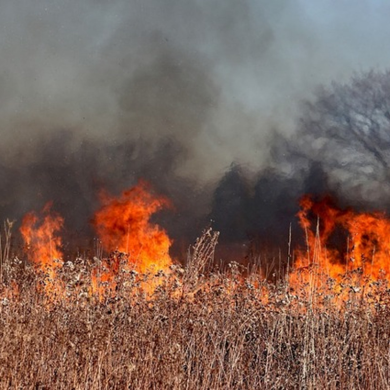 Aumentano le emissioni da incendi boschivi in Europa e America (fonte: Pixabay)