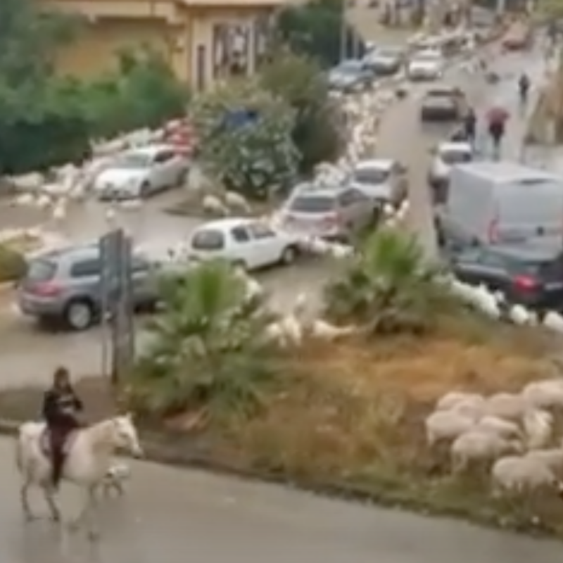 Gregge di pecore invade una strada ad Agrigento, traffico in tilt: il video sui social diventa virale