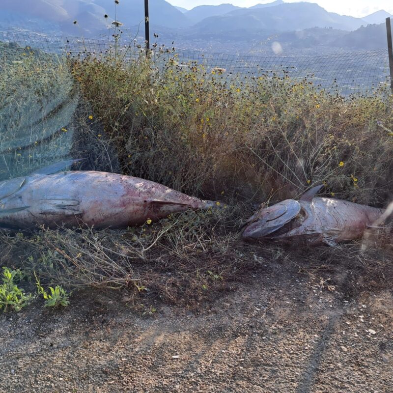 I tonni trovati in campagna a Misilmeri (Foto di Valentino Sucato)