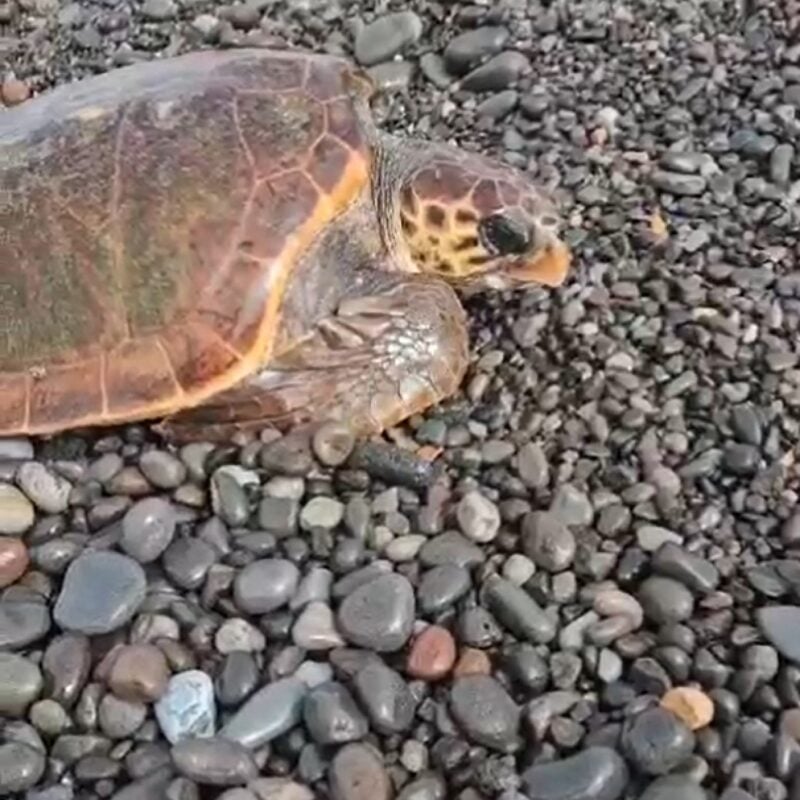 Caretta Caretta ad Acquacalda (Lipari)