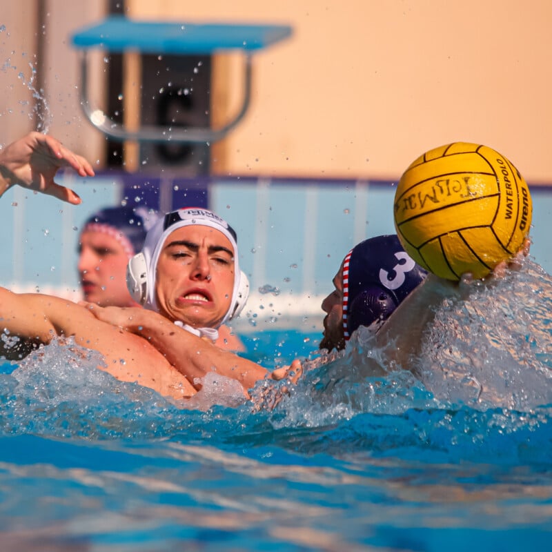 Marini lotta in acqua (foto Antonio Melita)