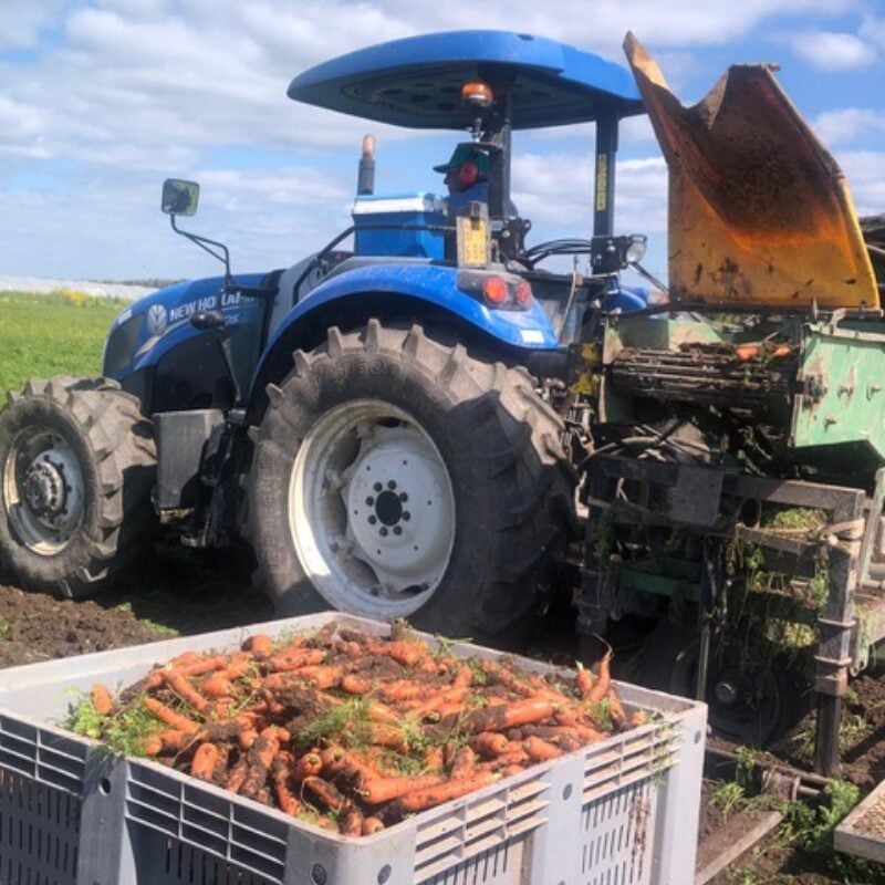 La raccolta della carota novella di Ispica Igp