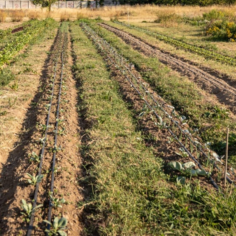 I ricercatori Enea hanno ottenuto nuovi prodotti per l'agricoltura, come concimi, ammendanti e acqua "purificata" per l'irrigazione, dallo scarto di produzione del biogas