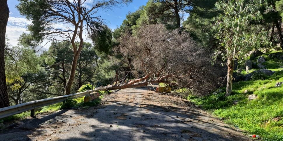 Albero caduto in via Monte Ercta su Monte Pellegrino a Palermo