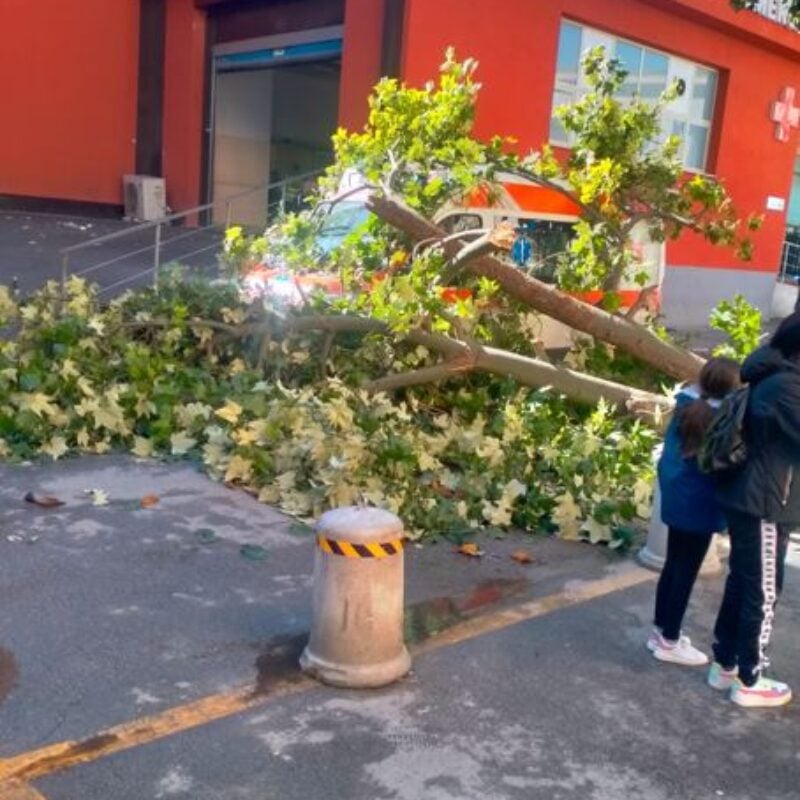 Le foto dell'albero caduto davanti al pronto soccorso del Policlinico di Palermo