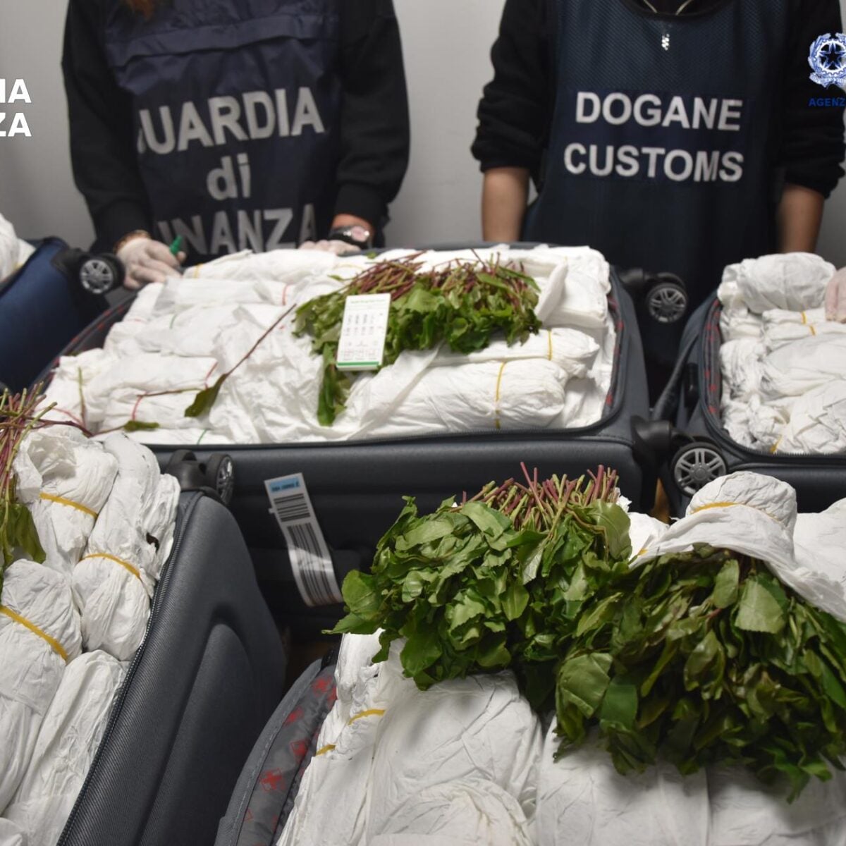 Droga, sequestrati 216 kg di khat all'aeroporto di Fiumicino
